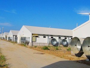 Gia Cầm Trang Trại Nhà Gà Gà Thịt Nhà Gia Cầm Trang Trại Kinh Doanh Kế Hoạch Trong <span class=keywords><strong>Marathi</strong></span> Ngôn Ngữ - Product Image 4