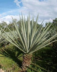<span class=keywords><strong>Fibre</strong></span> de <span class=keywords><strong>sisal</strong></span> naturelle chinoise UG SSUG écologique pour usage industriel, production de cordes en tissu brut, filage et béton - Product Image 5
