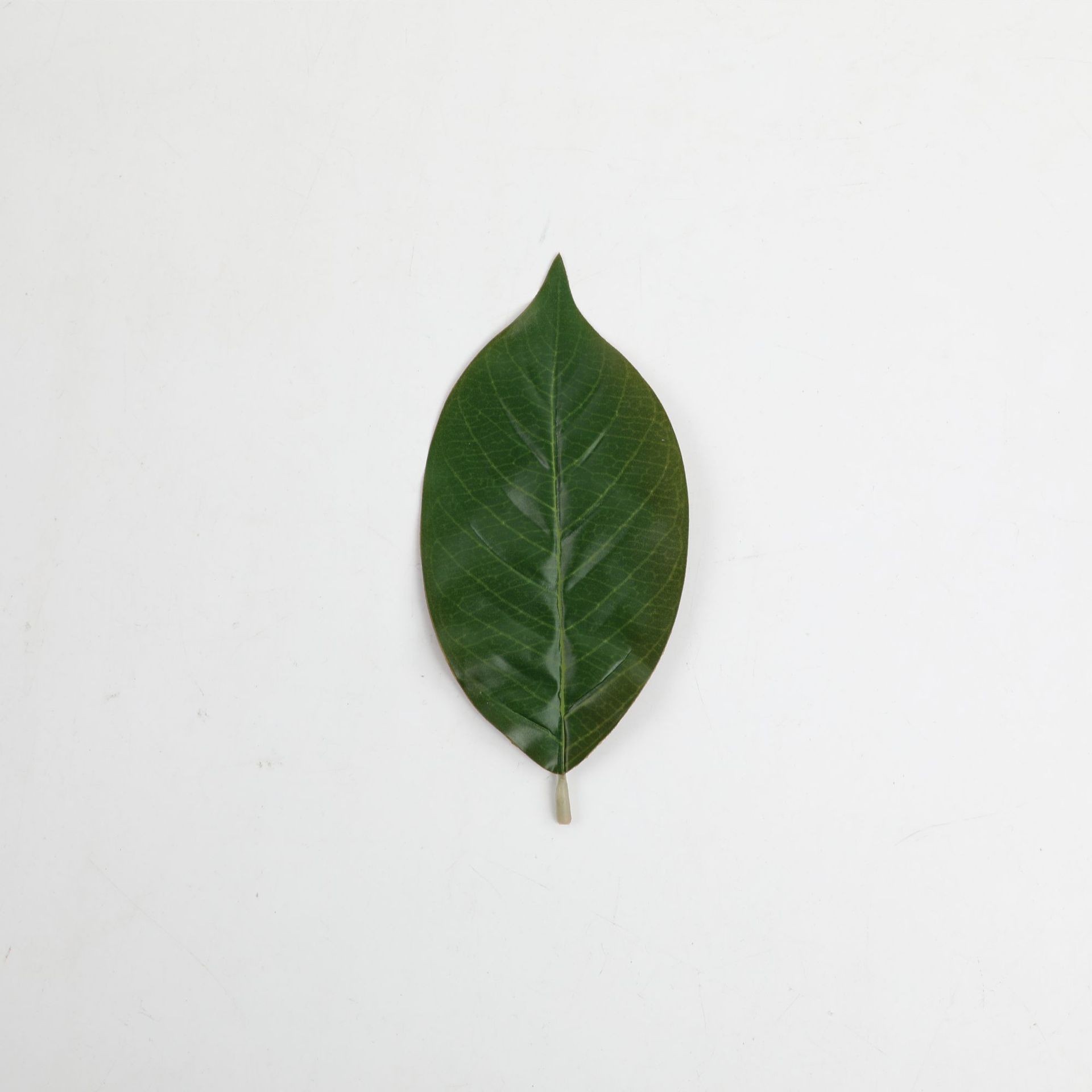 011 Petites feuilles de magnolia – Dessus vert avec fond rouge.