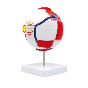 Modelo Anatómico de <span class=keywords><strong>Ojo</strong></span> Humano de Plástico con Aumento de 6X para Enseñanza Médica, con Vasos Sanguíneos y Globos Oculares Desmontables, CE/ISO - Product Image 3