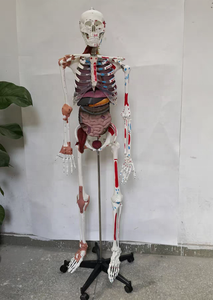 Bộ xương người lớn với các cơ quan nội tạng, một nửa dây chằng khớp, và màu cơ và điểm cuối, Bao gồm hướng dẫn sử dụng - Product Image 3