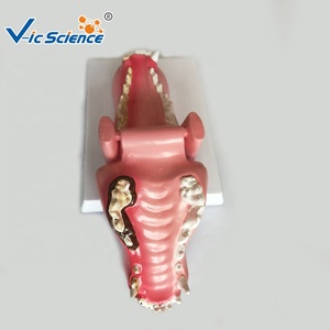 Modelo Anatómico de Dientes de Perro, Modelo de Anatomía Animal, Modelo Médico Educativo - Product Image 2