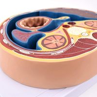Sección Transversal Abdominal, Vértebra Torácica, Hígado, Intestino, Músculo, Corte Horizontal, AIDS, CE/ISO