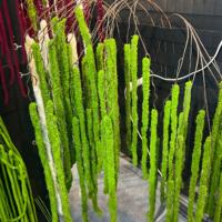 T-FT014 Bunga Gantung Plastik Buatan Berkualitas Tinggi Warna Burgundy Amaranthus untuk Dekorasi Pernikahan dan Rumah
