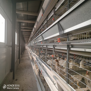 Venta caliente 250 <span class=keywords><strong>pájaros</strong></span> capacidad jaula capa <span class=keywords><strong>segunda</strong></span> <span class=keywords><strong>mano</strong></span> pollo <span class=keywords><strong>jaulas</strong></span> <span class=keywords><strong>para</strong></span> 2000 <span class=keywords><strong>pájaros</strong></span> pequeñas granjas - Product Image 5