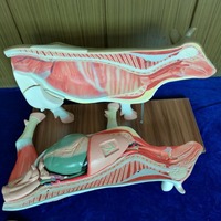 Modèle d'anatomie animale (chien, chat, cheval, vache) pour l'acupuncture et l'anatomie squelettique, en PVC lavable, pour l'enseignement médical