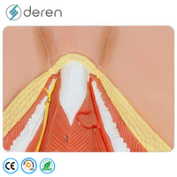 Modelo de entrenamiento de sutura perineal femenina de PVC suave con estructuras detalladas para práctica de episiotomía y educación en obstetricia