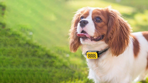 IPetDog Télécommande d'entraînement aux chocs électriques bon marché Colliers d'entraînement pour chiens de compagnie Dispositif anti-aboiement vibrant rechargeable pour chiens - Product Image 4