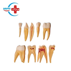 HC-S401 modèle de dent Standard pratique fausses dents dentaires modèle de dent géante support modèle d'agrandissement des dents - Product Image 2
