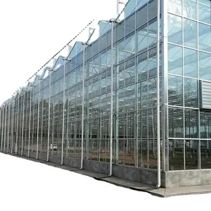 Grande serra agricola di vetro Multi-Span ad alta efficienza