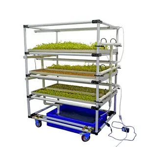 Sistemi microgreen utilizzati nella fattoria idroponica per piantare microgreens con luce