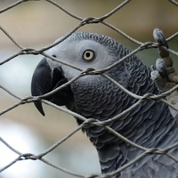 Vente en gros volière d'oiseaux de haute qualité personnalisée maille de câble métallique en acier inoxydable filet de maison d'oiseau maille de câble flexible virolé noué
