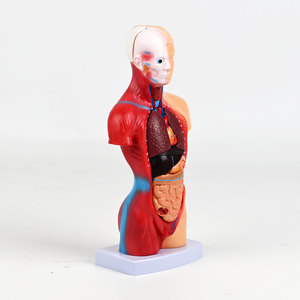 Modelo Anatómico <span class=keywords><strong>del</strong></span> Torso <span class=keywords><strong>del</strong></span> <span class=keywords><strong>Cuerpo</strong></span> <span class=keywords><strong>Humano</strong></span> <span class=keywords><strong>de</strong></span> 28 cm, Modelo <span class=keywords><strong>de</strong></span> 15 <span class=keywords><strong>Partes</strong></span> para Equipo Educativo <span class=keywords><strong>de</strong></span> Ciencias Médicas - Product Image 4
