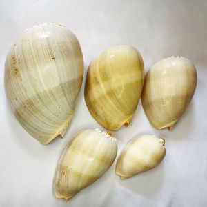 Hot Bán tự nhiên vàng vỏ ốc sáng tạo trang trí item cho bể cá aquariums mẫu bộ sưu tập - Product Image 5