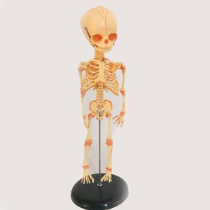 Scienza medica modello dello <span class=keywords><strong>scheletro</strong></span> fetale del bambino neonato del feto umano modello dello <span class=keywords><strong>scheletro</strong></span> del neonato per i medici - Product Image 5
