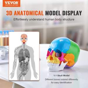 Modelo de Cráneo Humano de PVC Pintado a Tamaño Real, 22 Partes, Recurso de Enseñanza de Anatomía y Ciencias Médicas, Venta al Por Mayor DB - Product Image 2