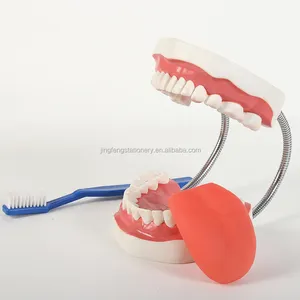 Hot selling products dental teeth model with toothbrush for children teaching with tongue