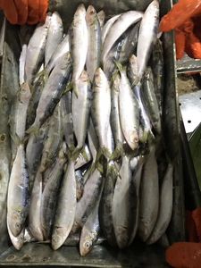 Importadores de Sardinas, Pescado Congelado, <span class=keywords><strong>Precio</strong></span> de Exportación de Sardinas, Sardinas Congeladas en Venta - Product Image 3