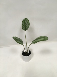 ใบ <span class=keywords><strong>Calathea</strong></span> ประดิษฐ์,สีเขียวผ้าไหมพร้อมขอบสีขาวสำหรับตกแต่งโต๊ะในร่ม - Product Image 6