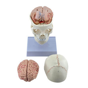 Modelos anatómicos cerebrales del modelo de cráneo humano - Product Image 6