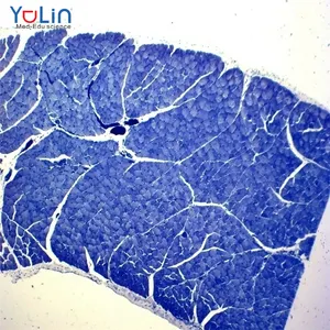 Biologia de alta qualidade e melhor preço esqueleto músculo t. s. e infs. slides de histologia/histologia humana deslize do tecido humano