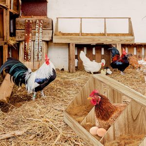 Nichoir à poulet Compartiment <span class=keywords><strong>Poulailler</strong></span> en bois Boîtes à œufs de ponte Support mural polyvalent pour <span class=keywords><strong>poules</strong></span> Canard Volaille Nid à poulet - Product Image 5