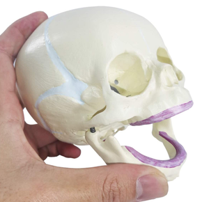 Modèle de crâne de bébé humain taille réelle science médicale modèle de crâne d'anatomie pour bébé outil d'affichage d'éducation d'apprentissage pour enfants - Product Image 6