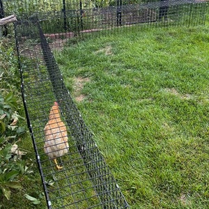 8 'x 8' vườn chunnel bên ngoài chu vi dây kèm theo con đường cho gà Gà hầm, Coop, và chạy thiết lập xung quanh khu vườn - Product Image 1