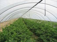 Brumisateur agricole micro 360 degrés pour système d'irrigation par pulvérisation, à suspendre sur arroseur