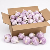 Ail frais à peau violette, naturel chinois, emballage personnalisé OEM, vente en gros en vrac, marque privée, carton et sac en filet sur mesure