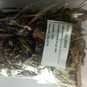 Justicia Gendarussa, Hierba de Hojas de Sauce, Plantas Herbales <span class=keywords><strong>Secas</strong></span>, Cortes de Justicia Gendarussa en Venta - Product Image 4