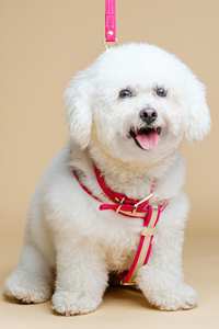 ปลอกคออิตาลีสีชมพูของขวัญที่สมบูรณ์แบบสำหรับเจ้าของ-หนังกลับแท้และฮาร์ดแวร์เคลือบทองปลอกคอสุนัข - Product Image 3