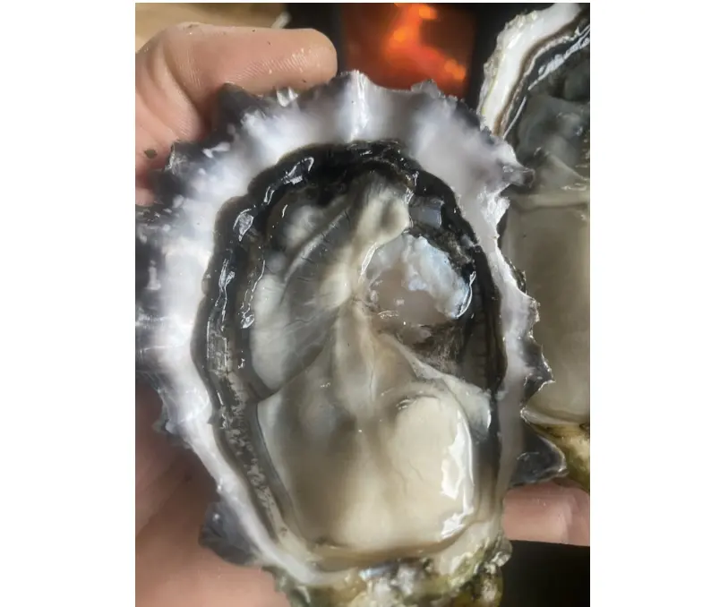 Alive Oyster Meat Canada
