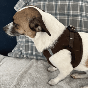 Mudah dibersihkan bulu Harness tali leher anjing Set rompi hewan peliharaan bundel bulu kelinci harnes anjing dengan rilis cepat - Product Image 3