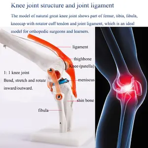 Modelo de esqueleto de articulación de rodilla humana, modelo de esqueleto de hueso médico, esqueleto de articulación de rodilla médica, ayuda para enseñanza