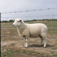 Rouleaux de clôture de sécurité en treillis métallique galvanisé à nœuds fixes haute résistance pour moutons, bétail, chevaux, cerfs, chèvres et fermes
