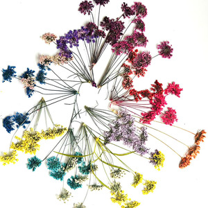 Fleurs de dentelle naturelles séchées pressées en gros, multi-têtes, type Queen Anne's Lace, pour la résine, le nail art, la décoration faciale et les loisirs créatifs - Product Image 6