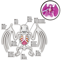 Dissectible chauve-souris lézard Piranha grenouille modèles jouet éducatif anatomie pour enfants Science apprentissage biologie enseignement cadeau interactif