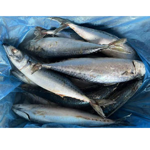 أفضل الأسماك في الشرق الأوسط-بيع بالجملة لسوق الشرق الأوسط والمطاعم ومحلات السوبر ماركت-شهادة الحلال - Product Image 1