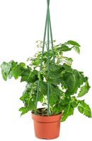 Piquets de jardin en acier et plastique enduit pour plantes, supports robustes pour arbustes/vignes, bâtons de soutien pour tomates et légumes
