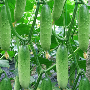 Pepino - Product Image 4