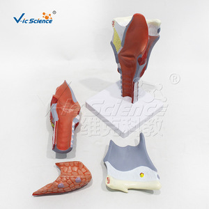 Modèle de larynx grossi 2 fois, 5 parties, aide pédagogique d'anatomie laryngée détachable, équipement pédagogique d'oto-rhino-laryngologie. - Product Image 2