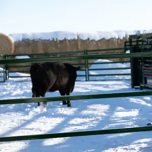 Metall-Farmzäune Ranch-Geländer Pferdeschiene abnehmbare Corral-Bürzelzäune Rinderzaunplatten