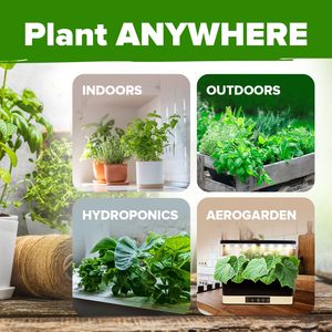 30 hạt giống thảo mộc gia truyền không GMO gói nhiều loại thảo mộc ẩm thực để trồng trong nhà ngoài trời cho vườn thủy canh bao gồm - Product Image 6