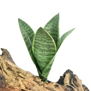 Plante artificielle Agave en impression 3D de style nouveau pour la décoration de pot - Product Image 5