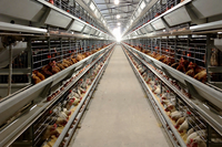Cage à poules automatique de type H avec système d'évacuation du fumier, cage en batterie pour 1000 oiseaux pour la production d'œufs en élevage avicole