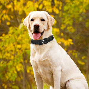 <span class=keywords><strong>Collar</strong></span> táctico de nailon de doble capa para perros, duradero a prueba de explosiones para hebilla <span class=keywords><strong>Cobra</strong></span> con cinta para mascotas medianas y grandes - Product Image 3