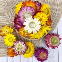 Thé de chrysanthème arc-en-ciel | Beaux pétales et teinte vive au parfum floral naturel