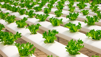Système hydroponique NFT Seedafarm à haute rigidité pour la culture de légumes sans terre, utilisation en tuyauterie, taille personnalisable, 3 mois