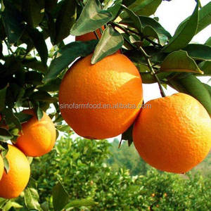 15 kg de <span class=keywords><strong>Naranjas</strong></span> Valencia Frescas y <span class=keywords><strong>Limones</strong></span> de China, Producto Cítrico Premium, 4-5 mm, 4 Meses de Duración - Product Image 6